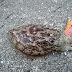 エギ王Kが大活躍